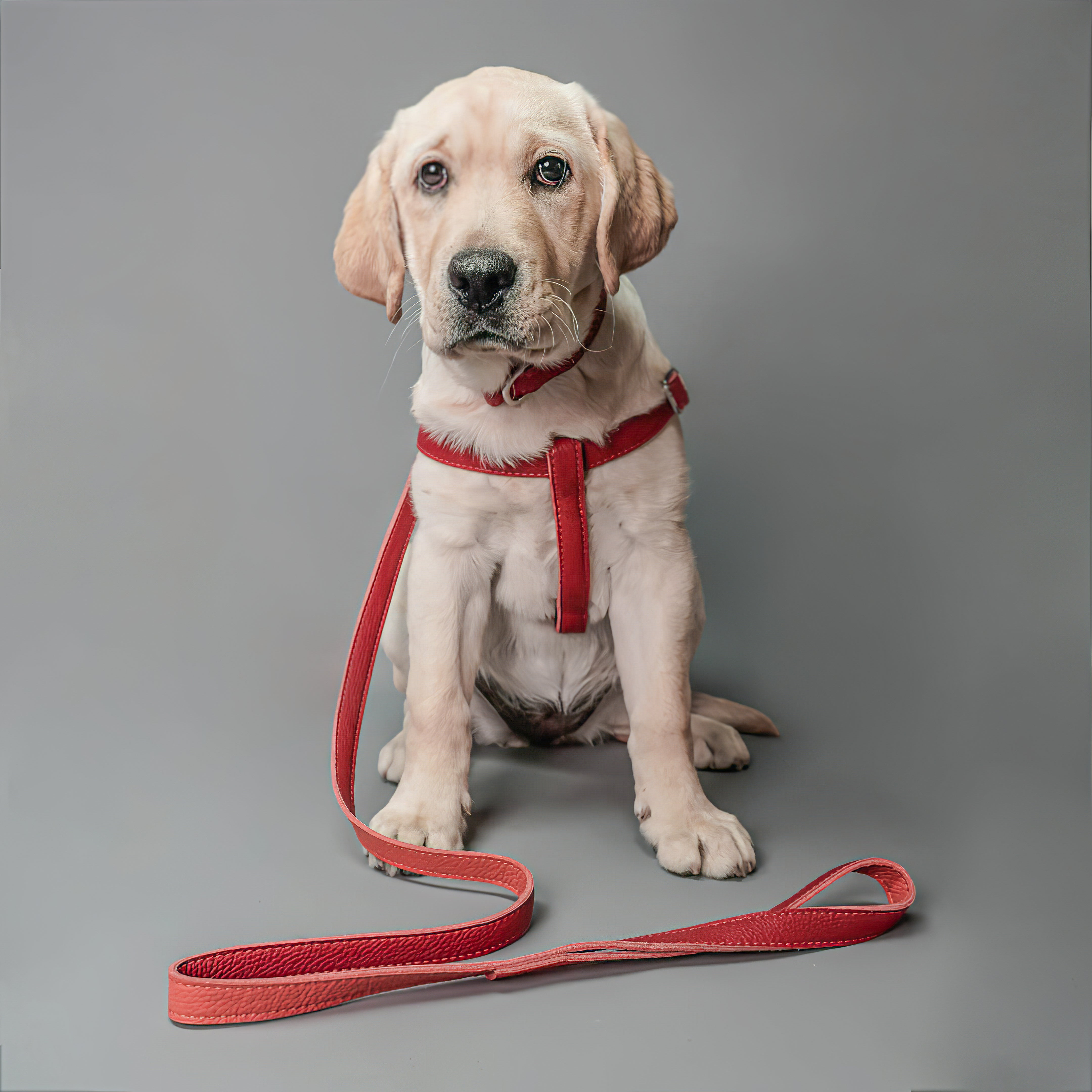 Leather Dog Collar - Red and Coral - RYAN London