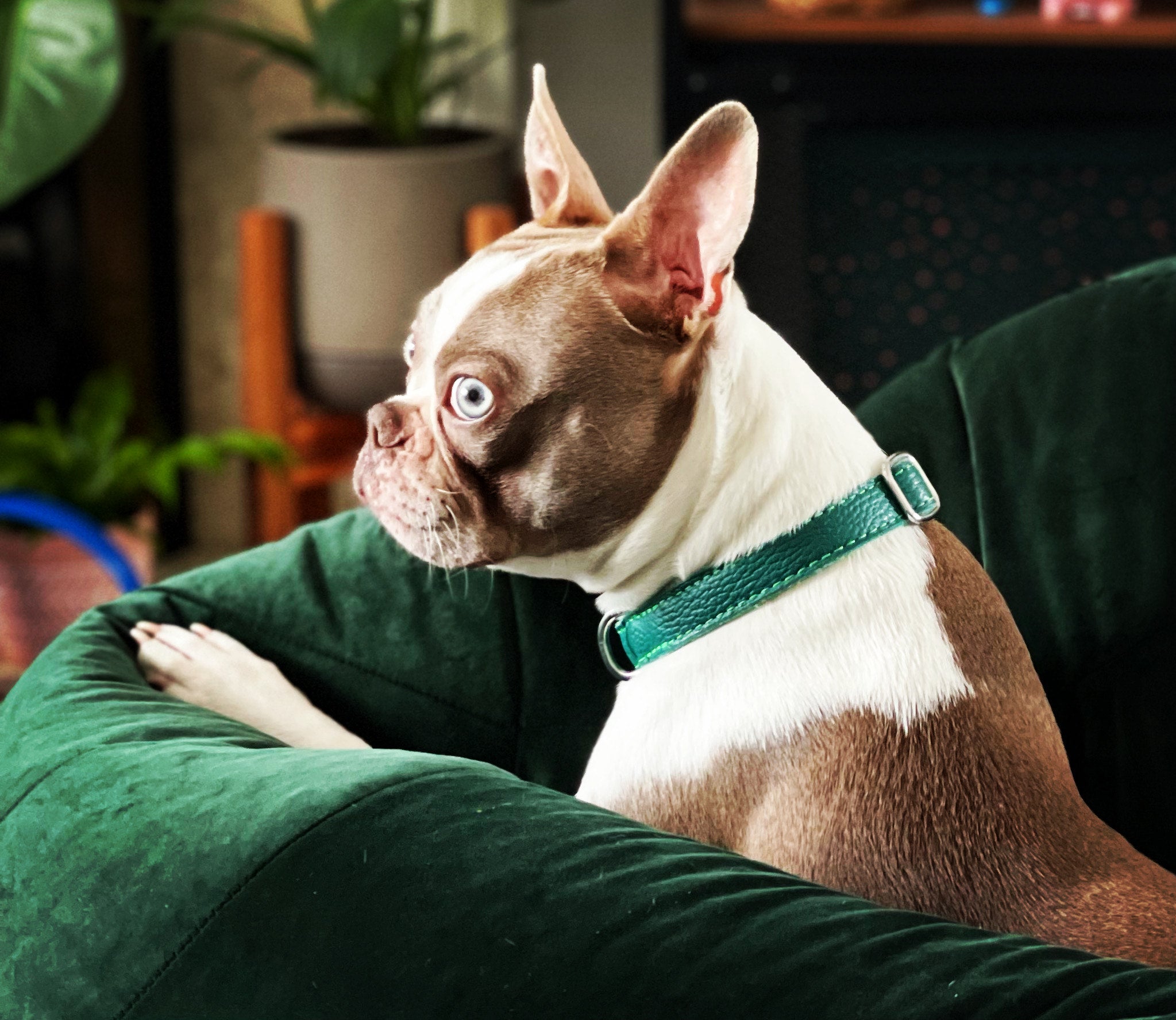 Leather Dog Collar - Avocado Green - RYAN London