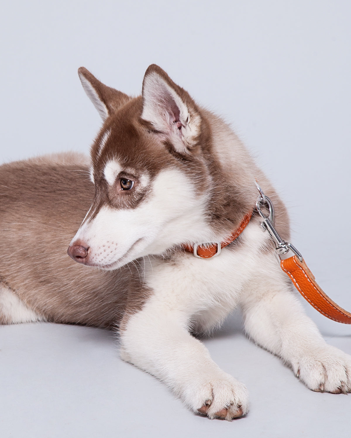 Leather Dog Collar - Pumpkin Orange and Beige - RYAN London