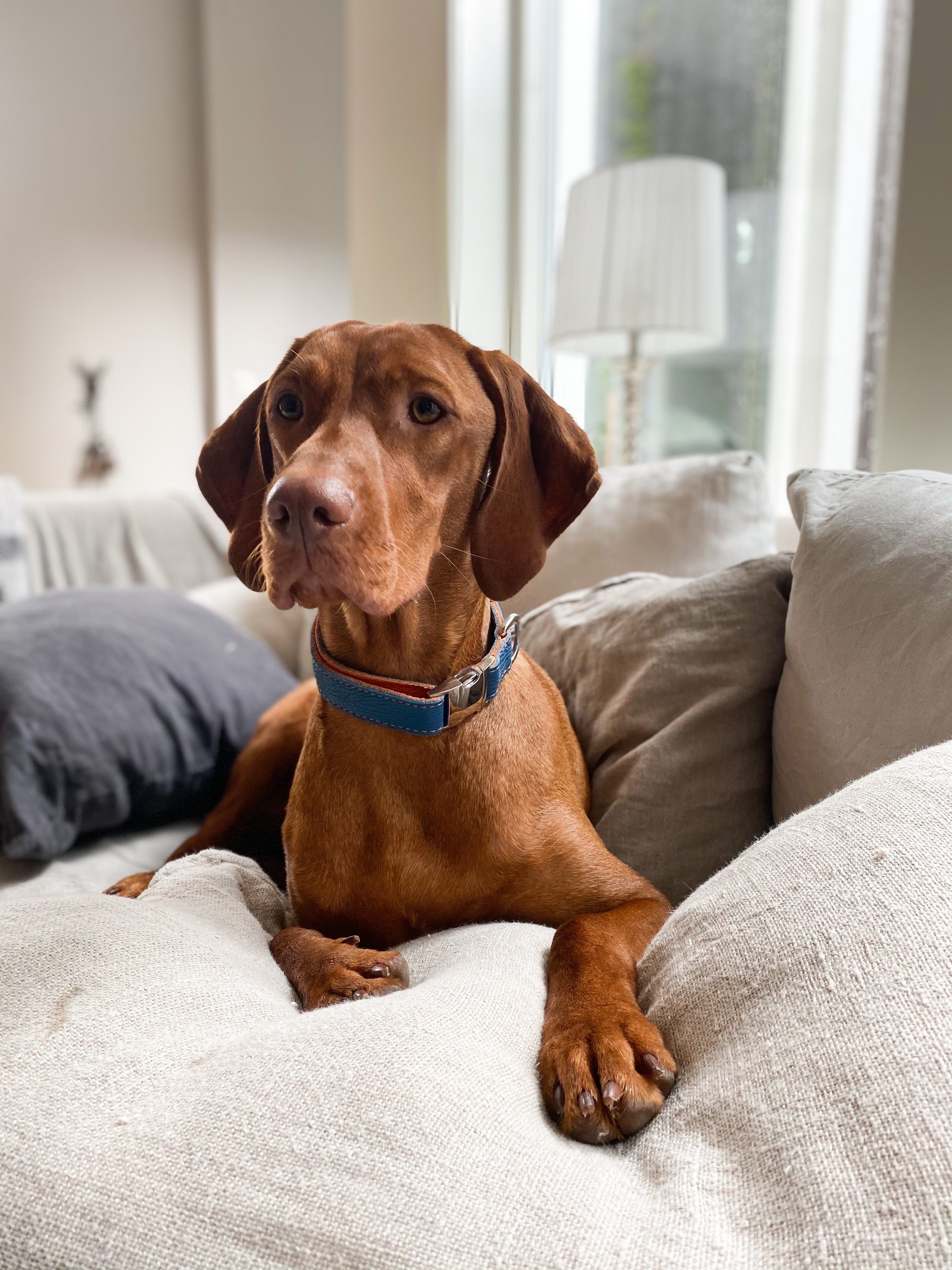 Leather Dog Collar - Blue and Orange - RYAN London