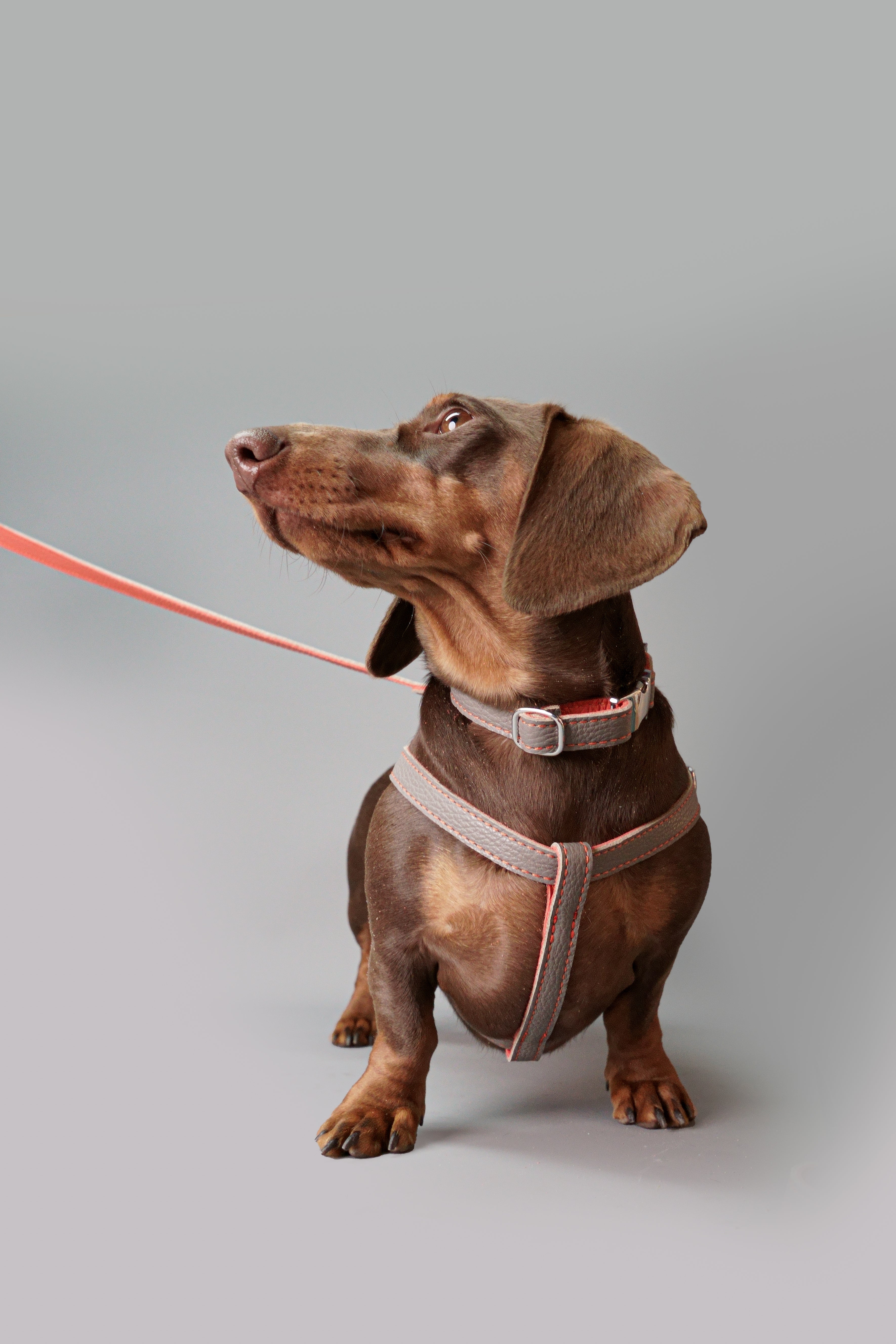 Leather Dog Collar - Grey and Coral - RYAN London