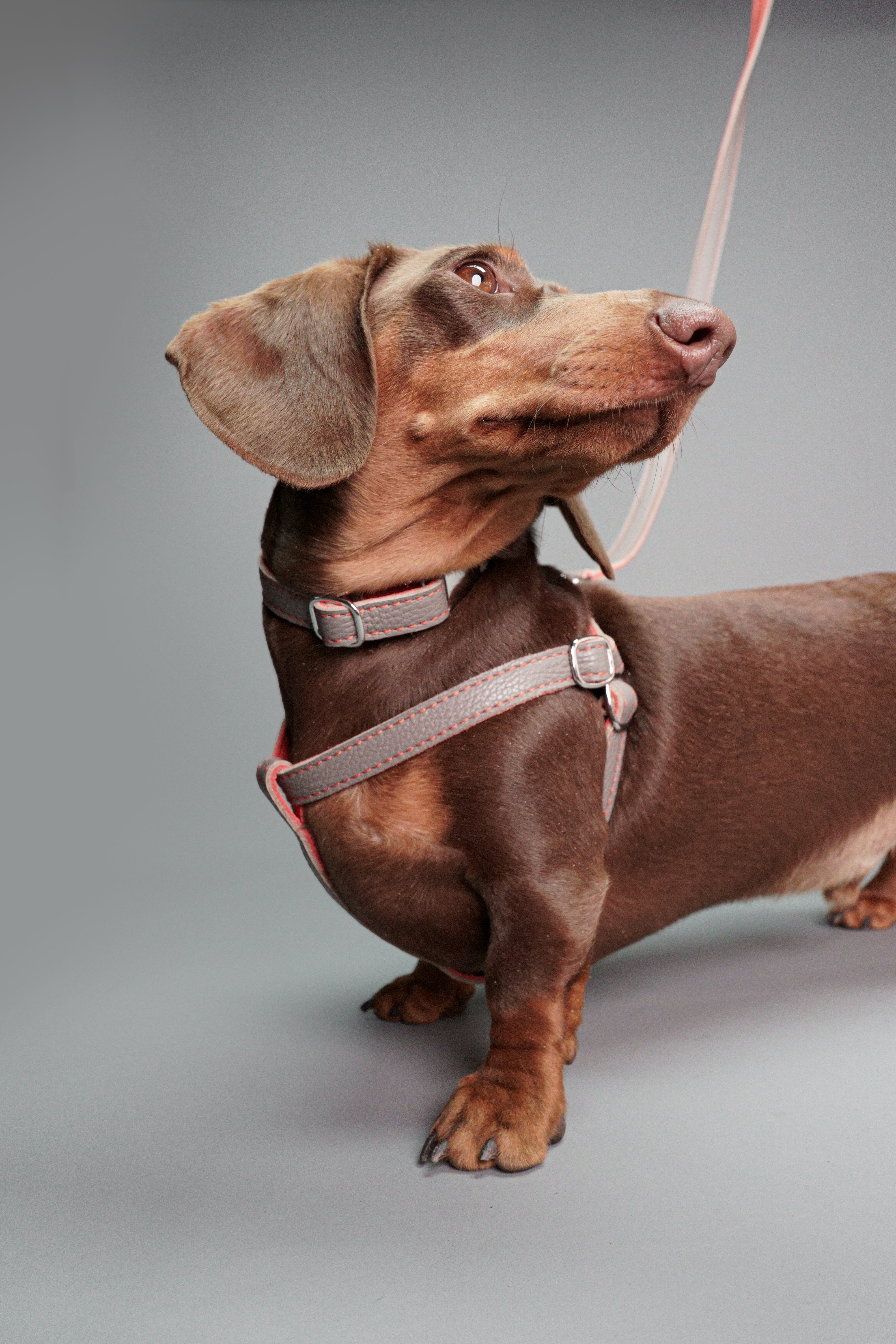 Leather Dog Collar - Grey and Coral - RYAN London