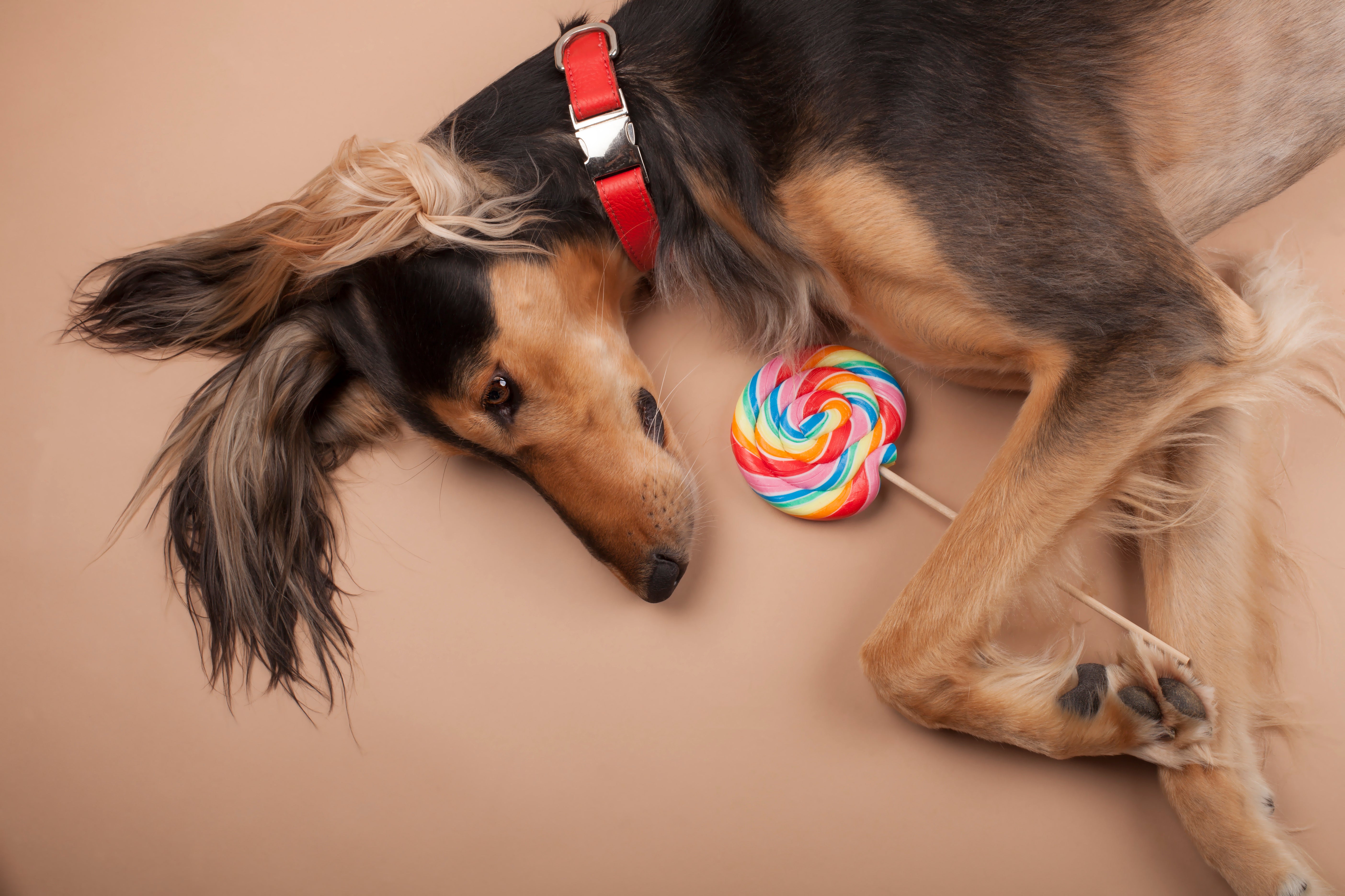 Leather Dog Collar - Red and Coral - RYAN London