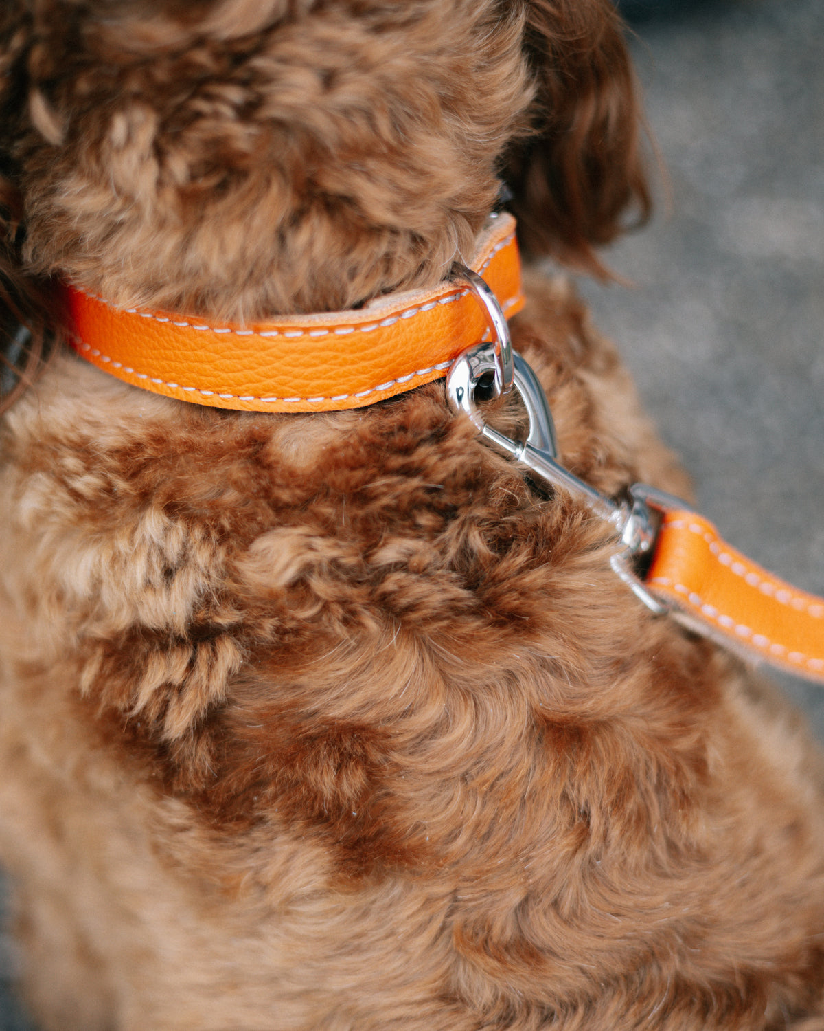 Leather Dog Collar - Pumpkin Orange and Beige - RYAN London 