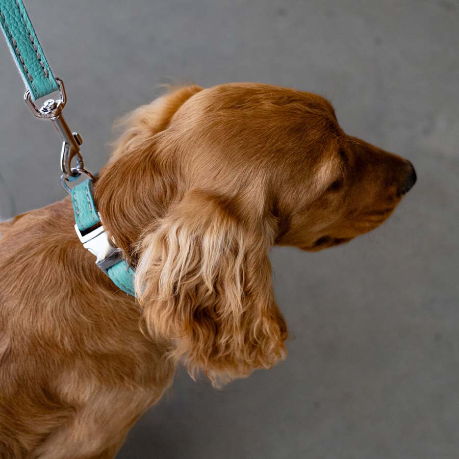 Leather Dog Lead - Light Blue and Off-white - RYAN London