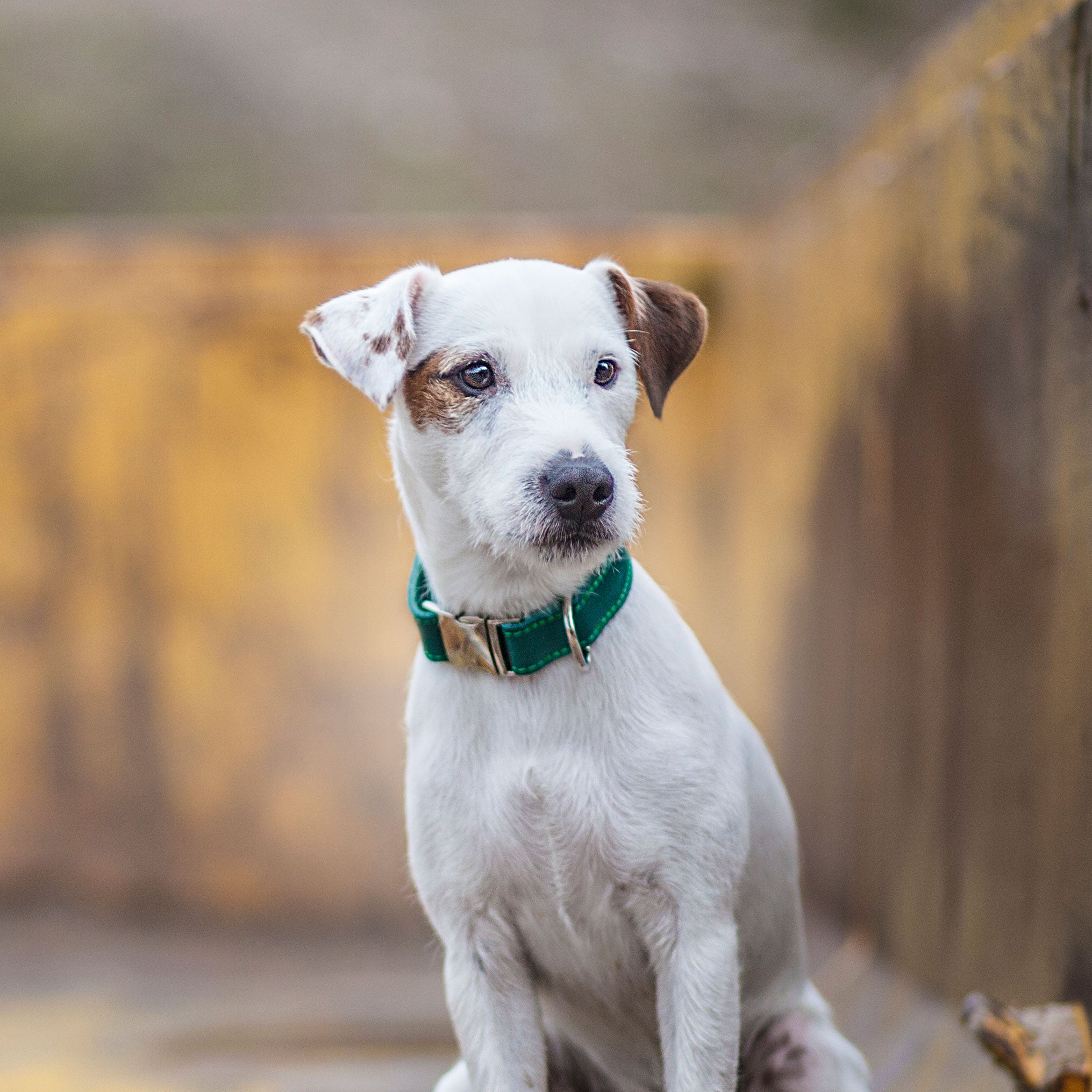 Leather Dog Collar - Avocado Green - RYAN London