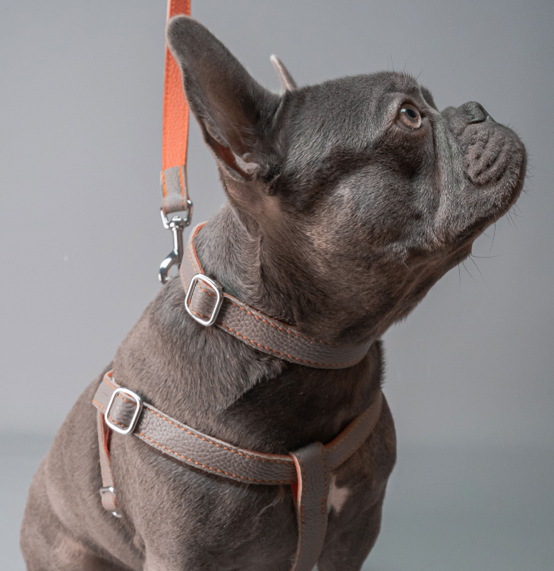 french bulldog leahter harness uk
