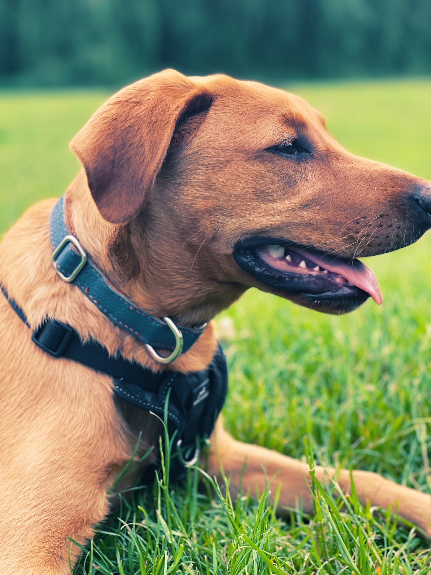 Leather Dog Collar - Blue and Orange - RYAN London