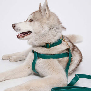 Leather Dog Collar - Avocado Green