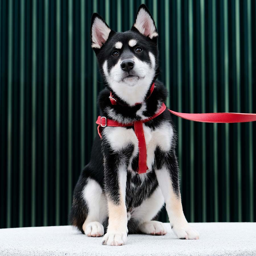 Leather Dog Lead - Red and Coral - RYAN London