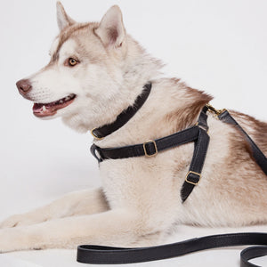 Leather Dog Harness - Black