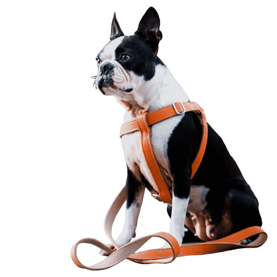 Leather Dog Harnesses