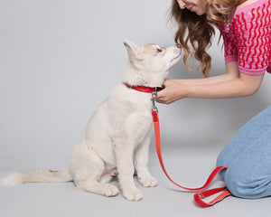 Leather Dog Collar - Red and Coral