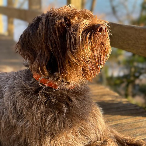 Leather Dog Collar - Pumpkin Orange and Beige - RYAN London 