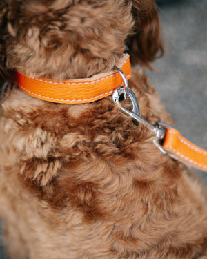 Leather Dog Collar - Pumpkin Orange and Beige