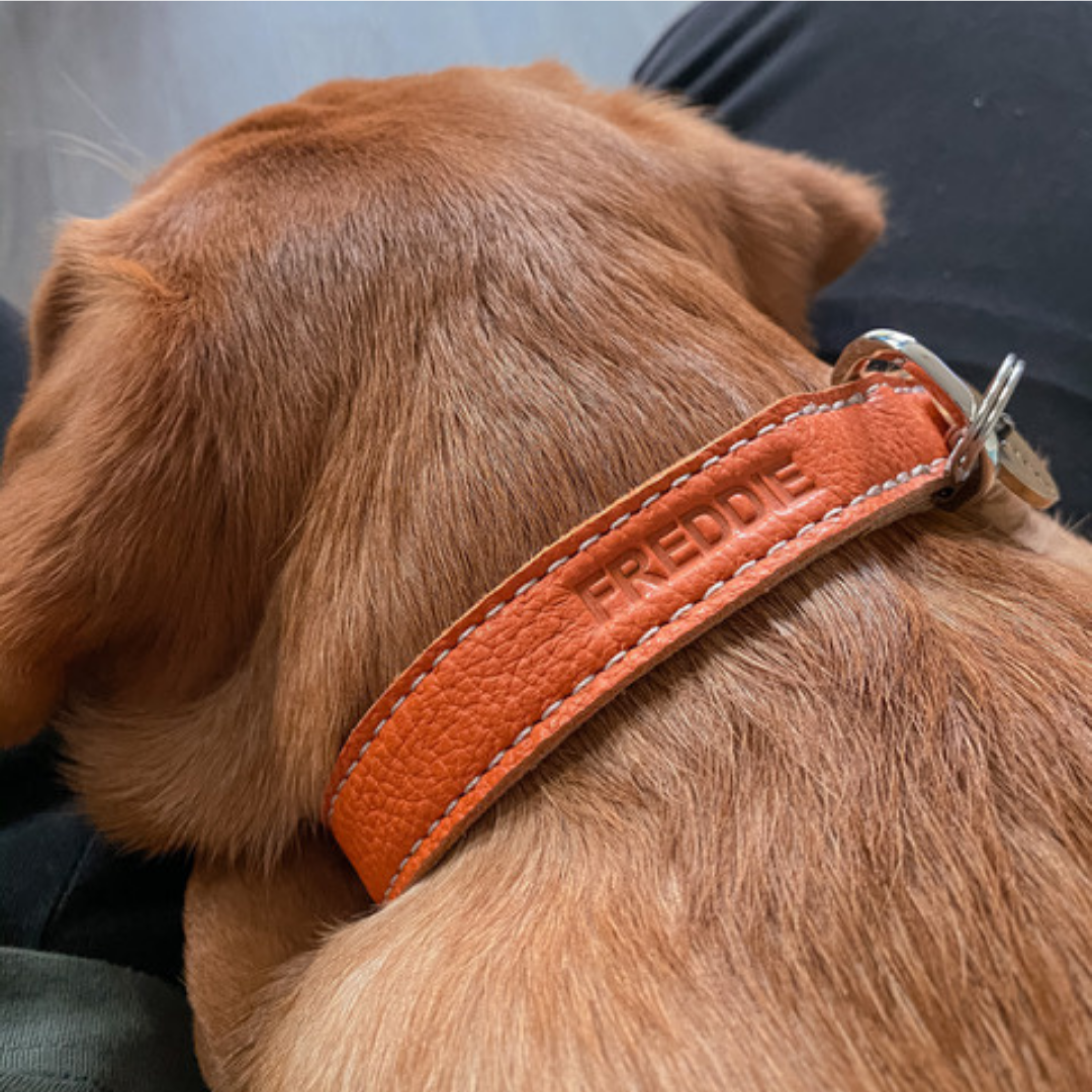 Leather Dog Accessories - RYAN London