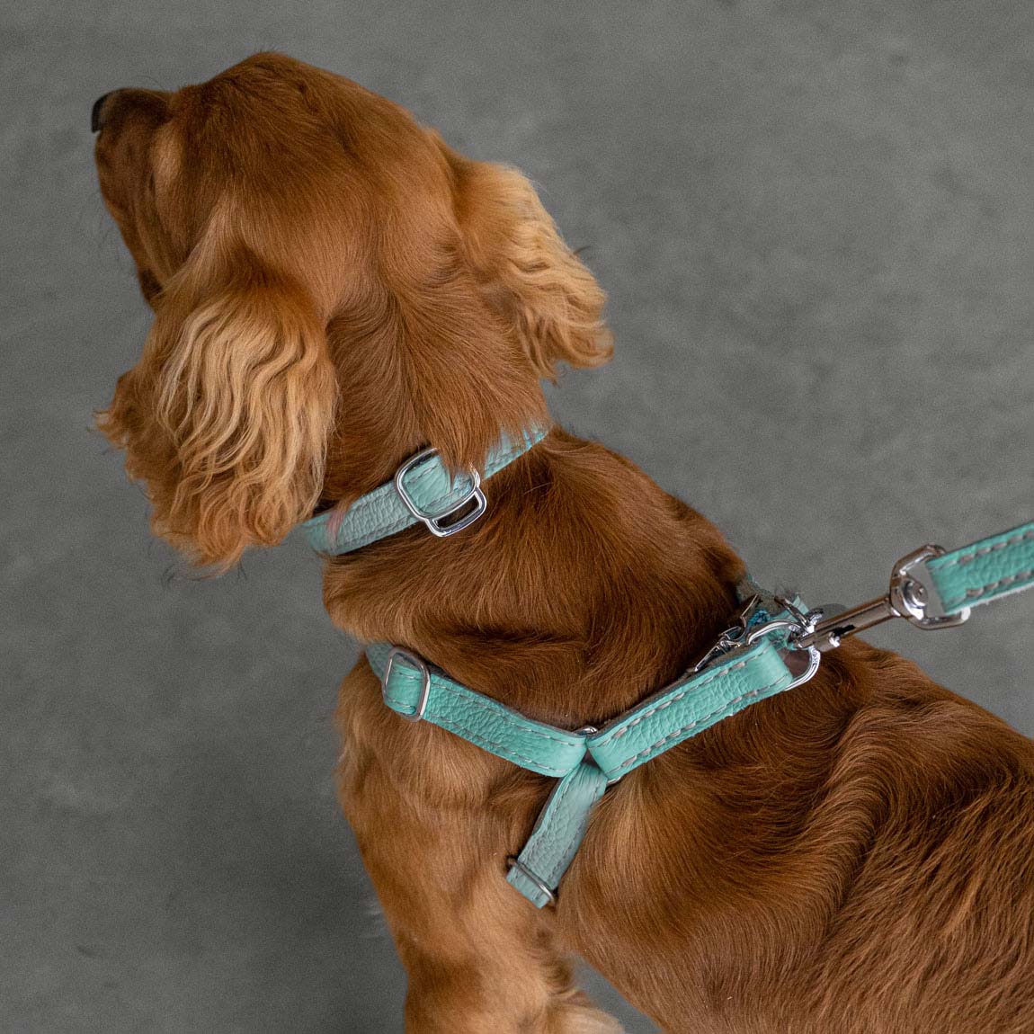 Leather Dog Harness - Light Blue and Off-white