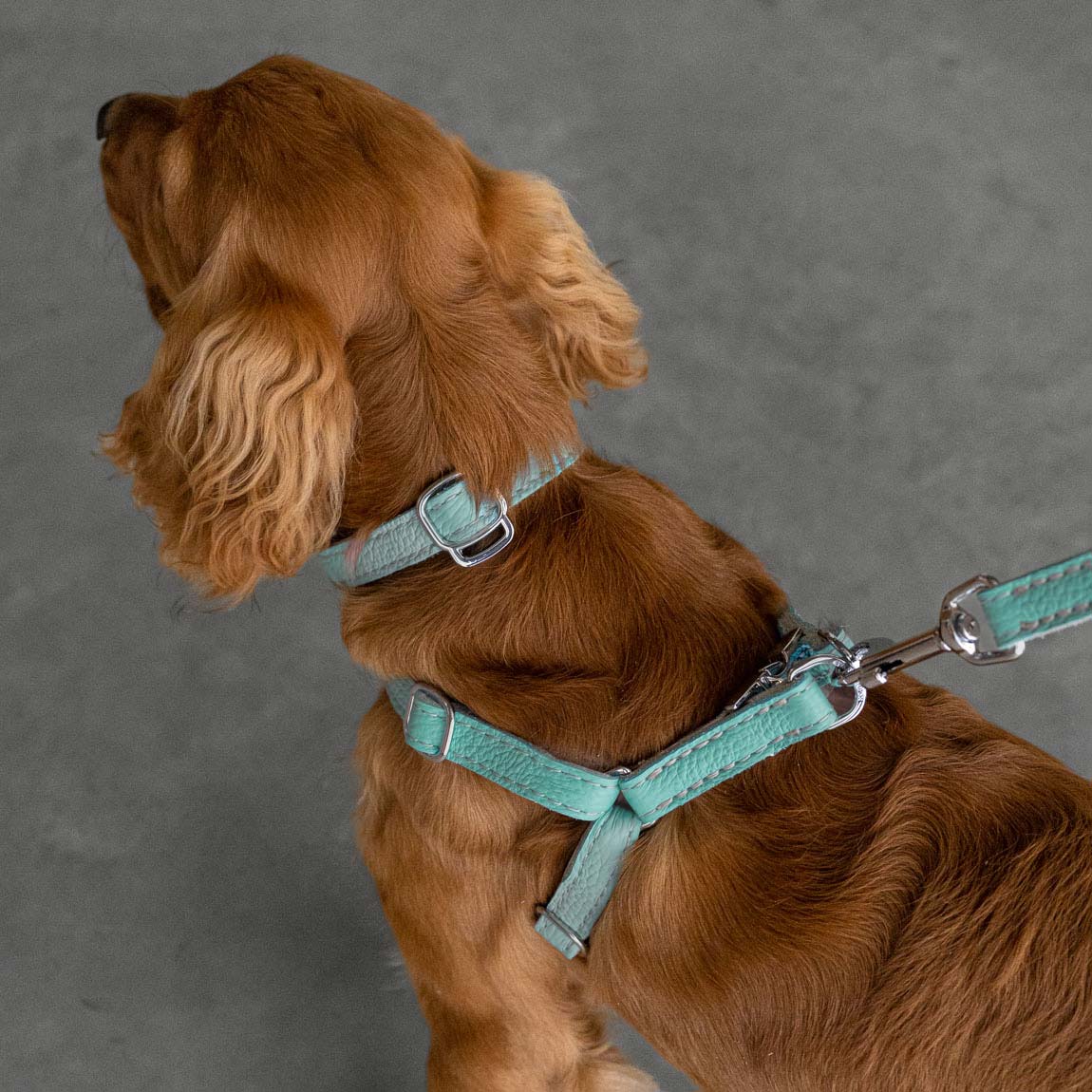 Syan Lundo Leather Dog Collar - Light Blue and Off-white - RYAN London