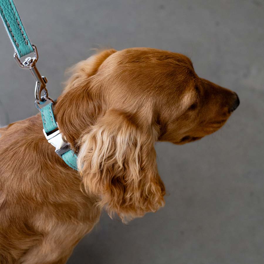 Leather Dog Lead - Light Blue and Off-white