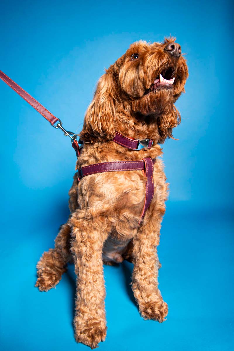 Leather Dog Harness - Dark Purple and Coral