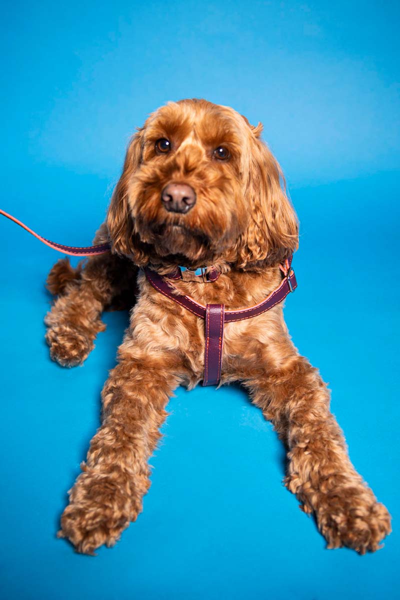 Leather Dog Harness - Dark Purple and Coral