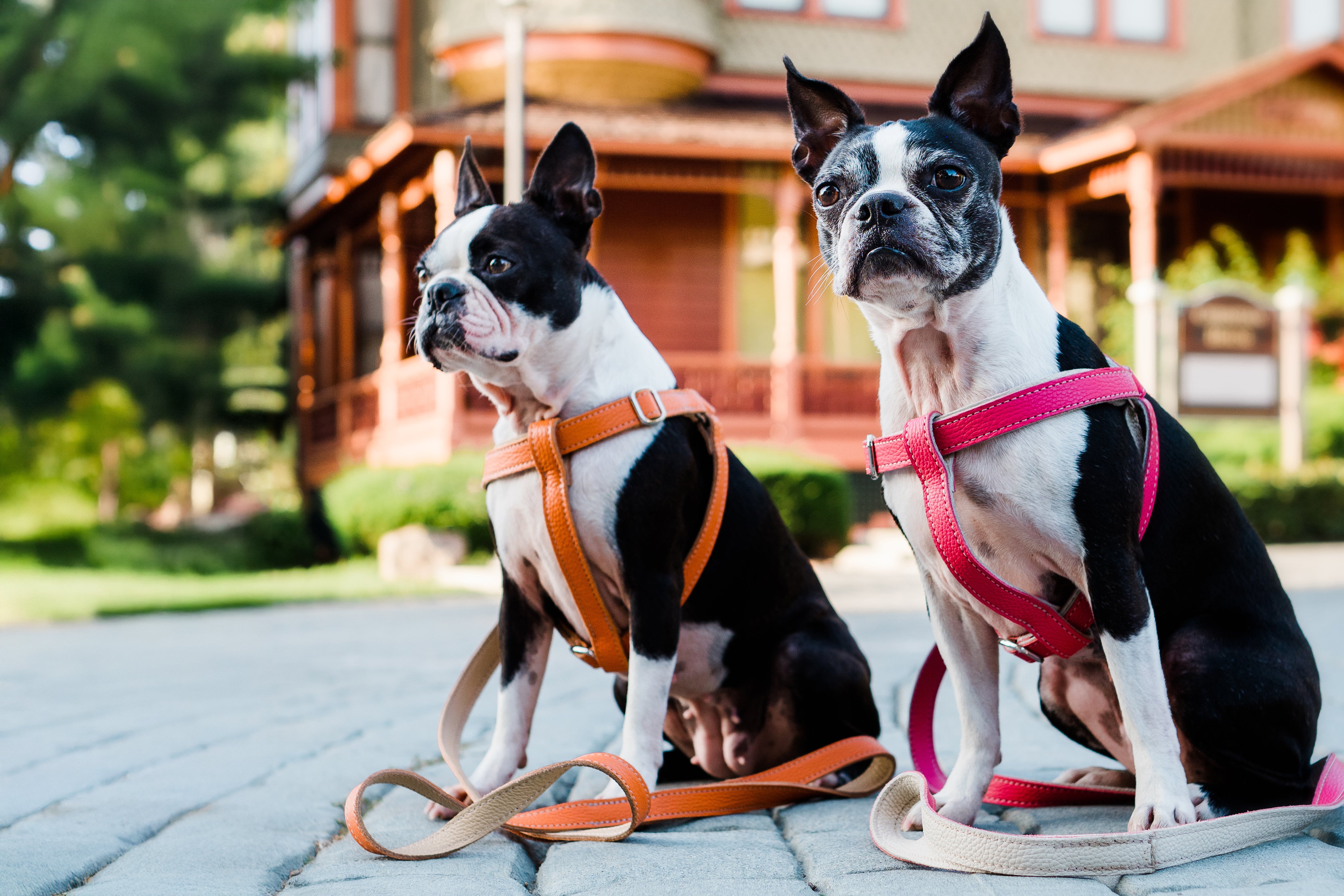 Clearance - 2 x Purple/Pink offers Leather Collars and matching leash set (EK204)