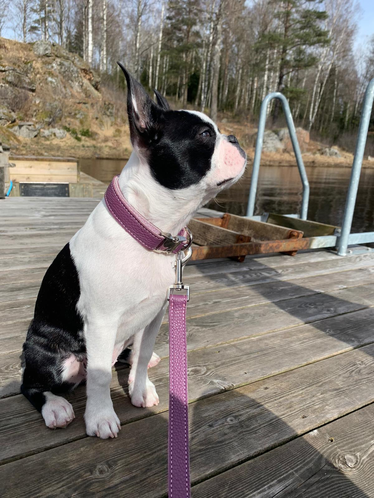 Leather Dog Collar - Purple and Pink