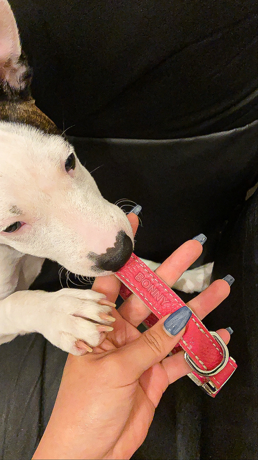 Leather Dog Collar - Red and Coral - RYAN London 