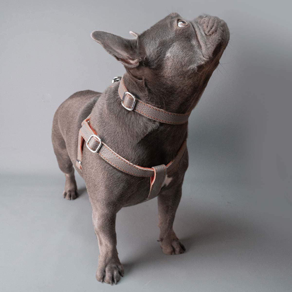 Leather Dog Collar - Grey and Coral - RYAN London