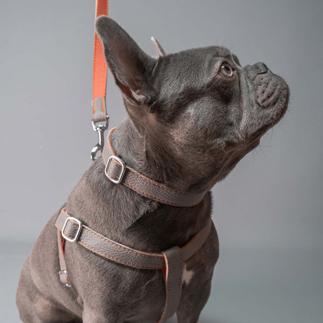 Leather Dog Collar - Grey and Coral - RYAN London