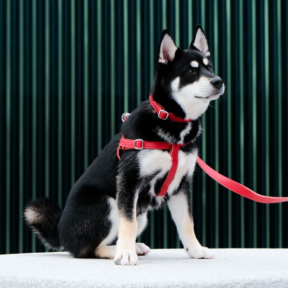 Leather Dog Collar - Red and Coral - RYAN London