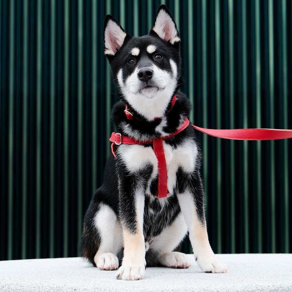 Leather Dog Collar - Red and Coral - RYAN London