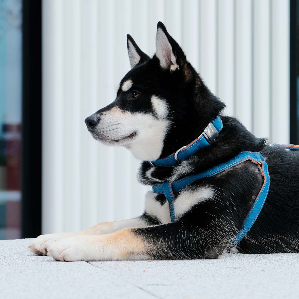 Leather Dog Harness - Blue and Orange - RYAN London