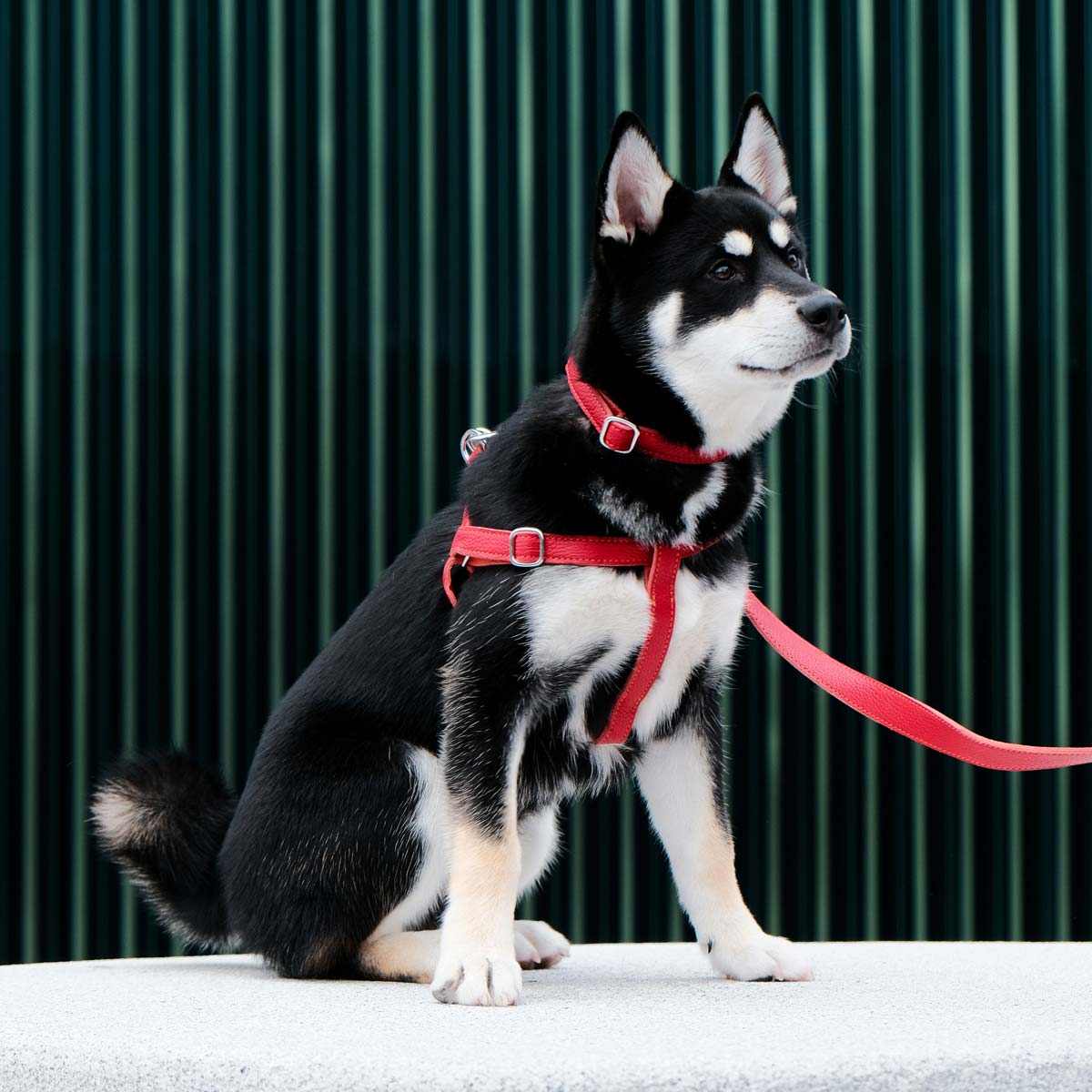 Leather Dog Harness - Red and Coral - RYAN London