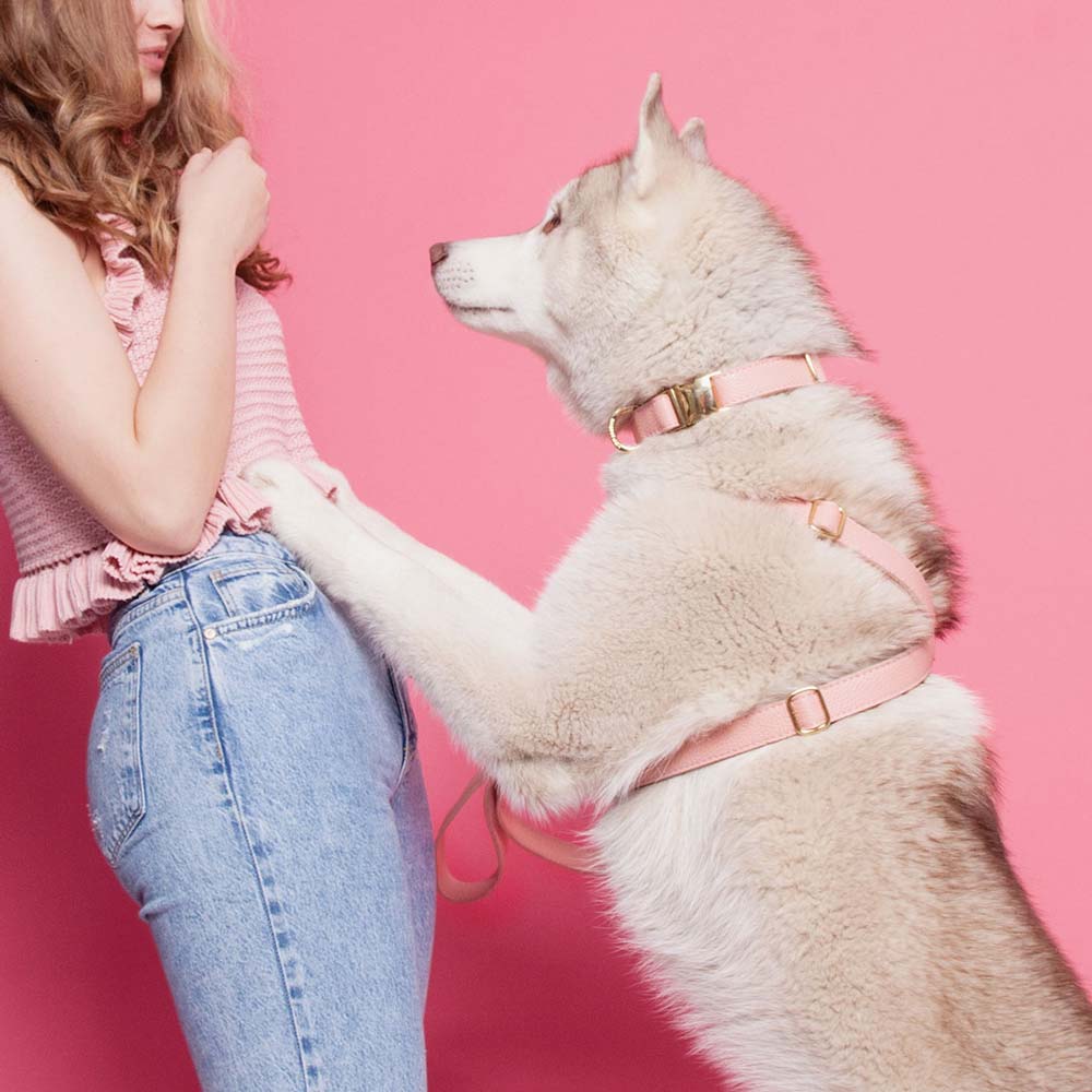 Leather Dog Collar - Pink - RYAN London