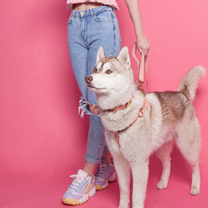 Leather Dog Collar - Pink