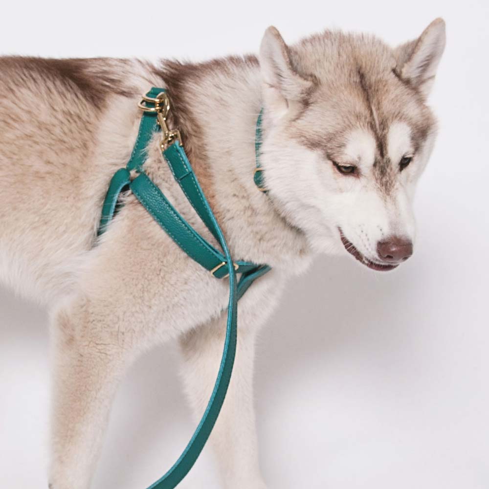 Leather Dog Collar - Avocado Green - RYAN London