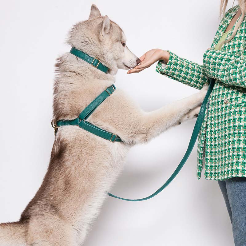 Leather Dog Collar - Avocado Green - RYAN London