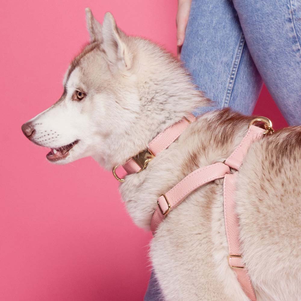 Leather Dog Lead Pink