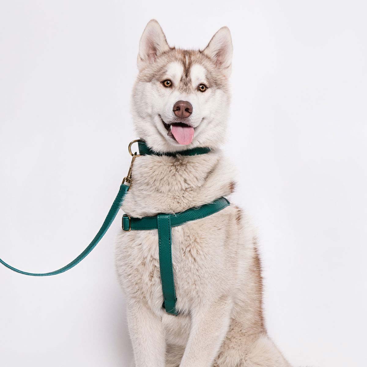 London Vegan Leather Dog Collar - Luxury Cute Dog Collar Adjustable Buckle  Colla