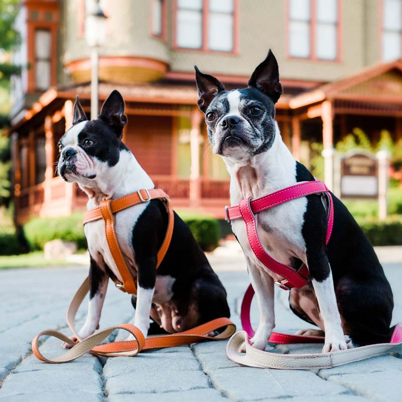 Leather Dog Lead - Orange and Beige - RYAN London