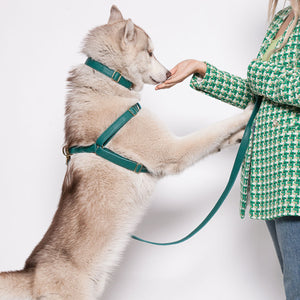 Leather Dog Harness - Avocado Green