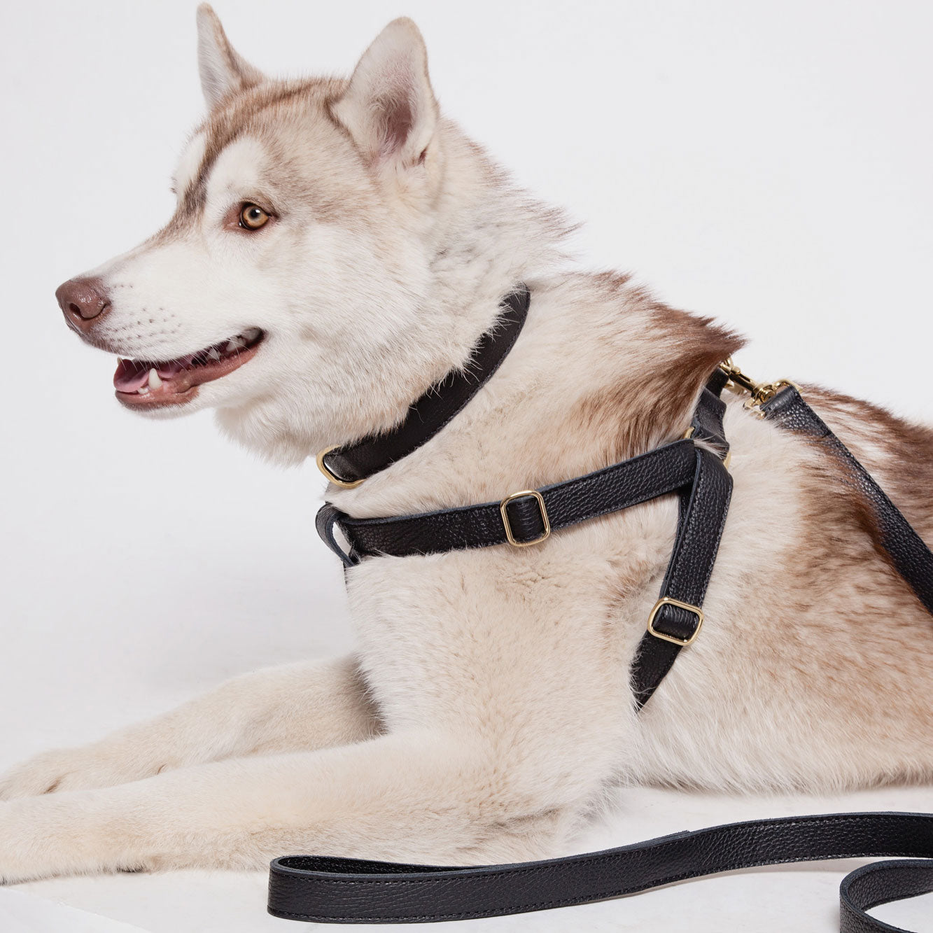 Leather Dog Harness - Black - RYAN London