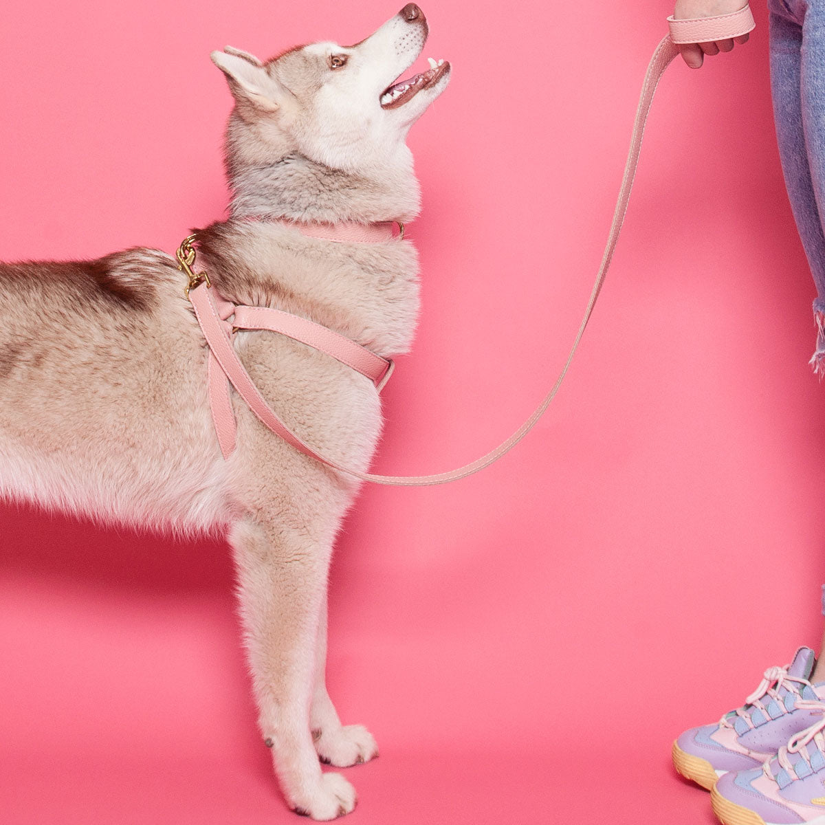 Leather Dog Harness - Pink - RYAN London