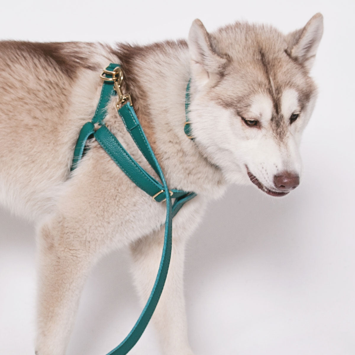 Leather Dog Harness - Avocaod Green - RYAN London