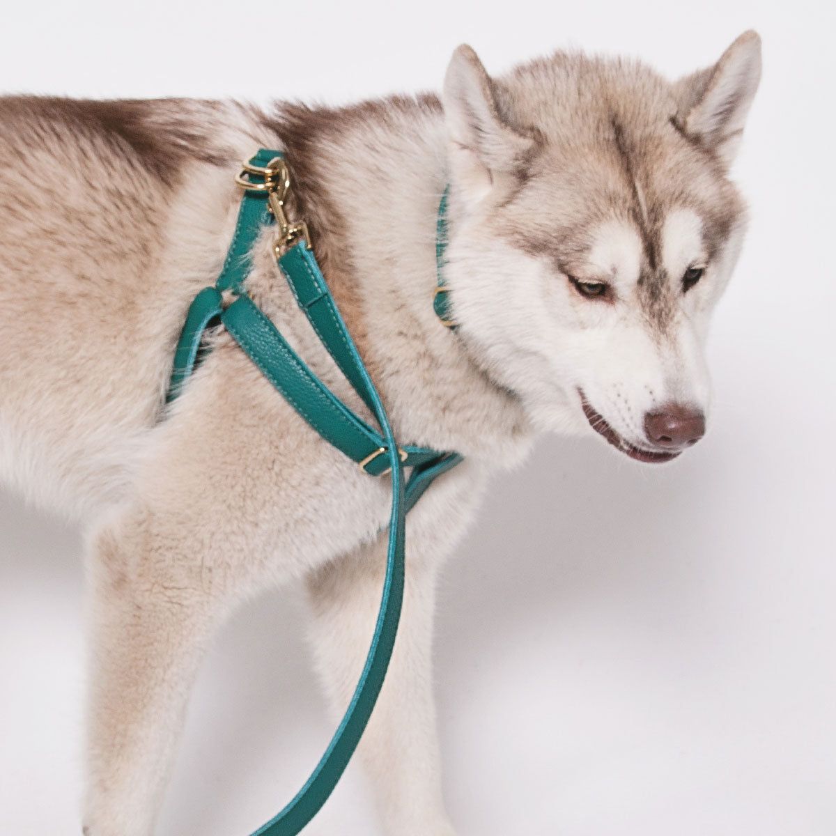 Leather Dog Accessories - RYAN London