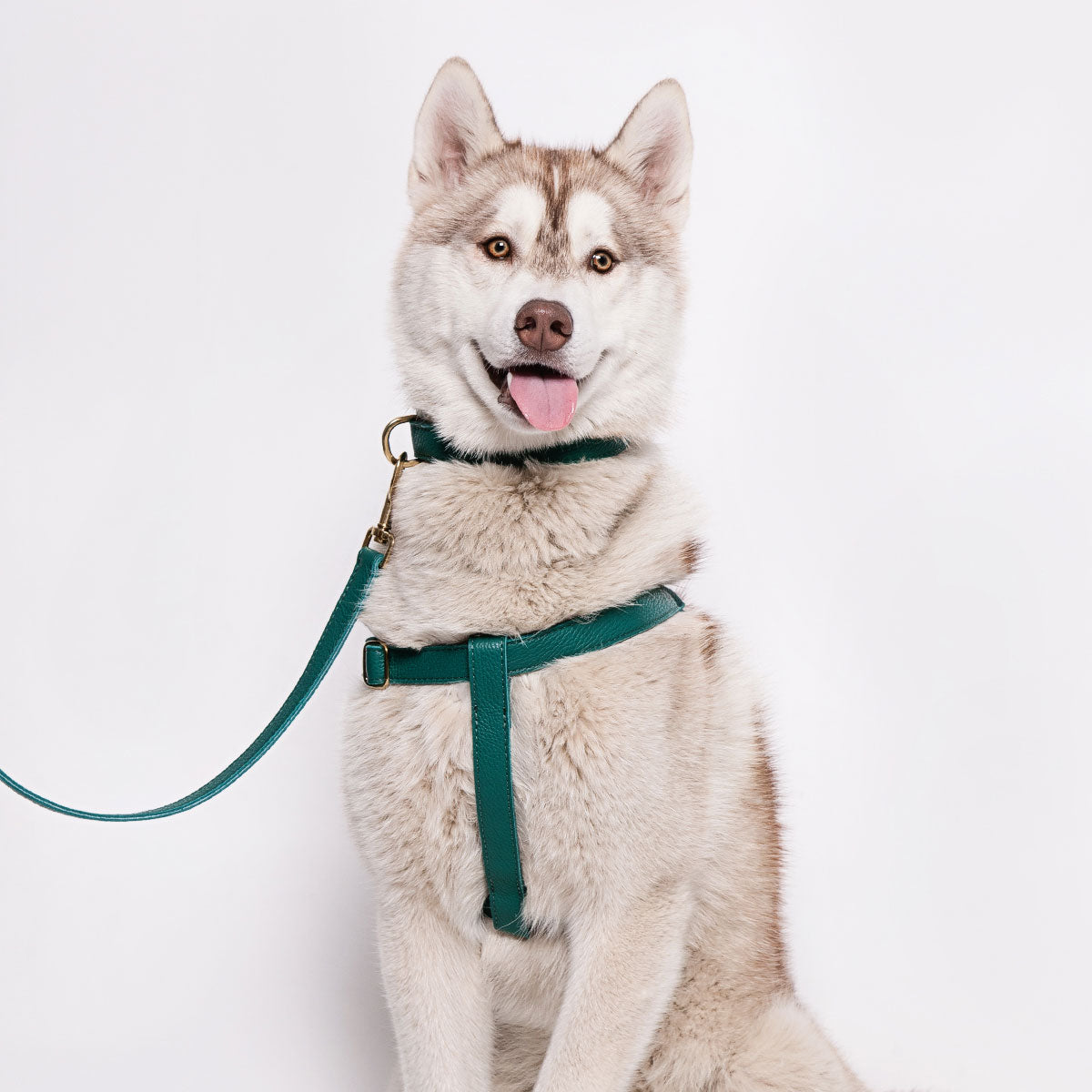 Leather Dog Harness - Avocaod Green - RYAN London