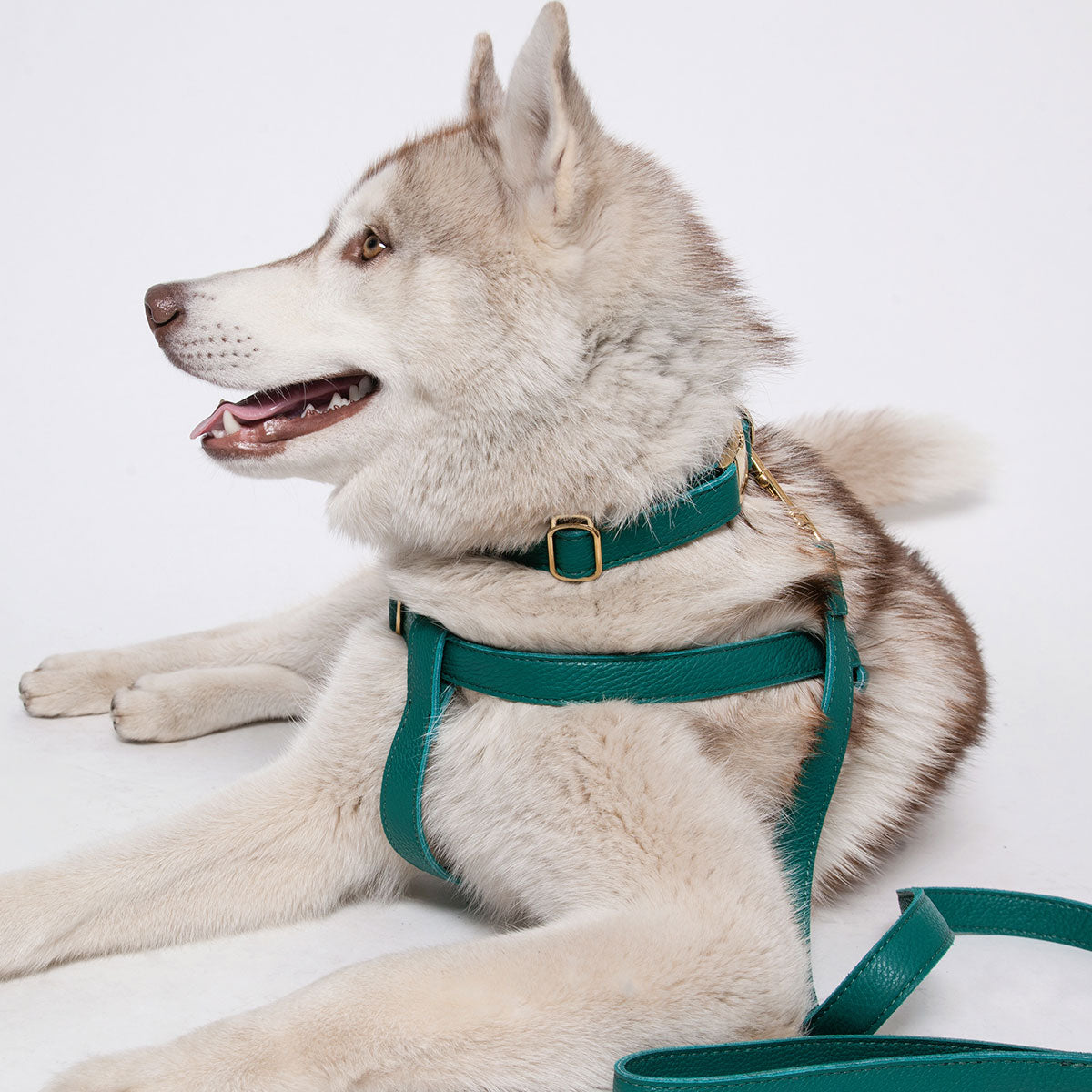 Leather Dog Harness - Avocaod Green - RYAN London