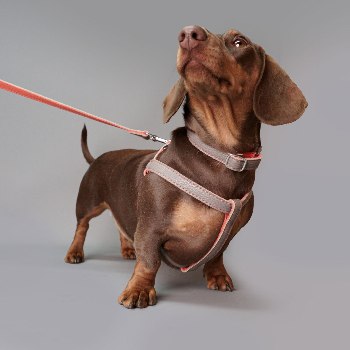 Leather Dog Harness - Grey and Coral - RYAN London