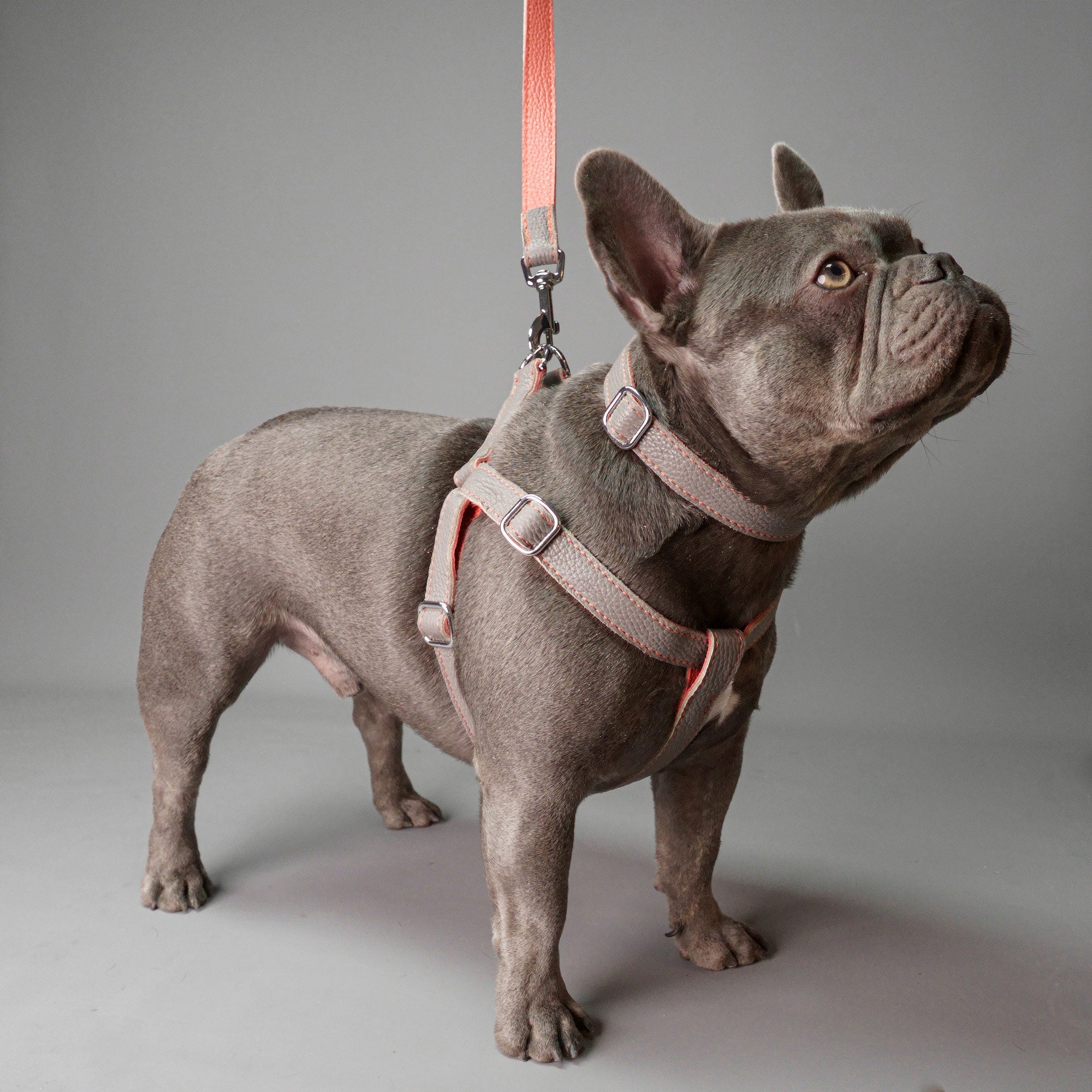 Leather Dog Harness - Grey and Coral - RYAN London